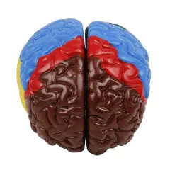 Renklendirilmiş Anatomik Beyin Modeli - 4 Parça