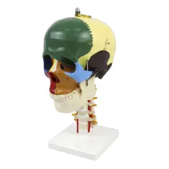 Boyun Omurları Üzerinde Renklendirilmiş Anatomik K